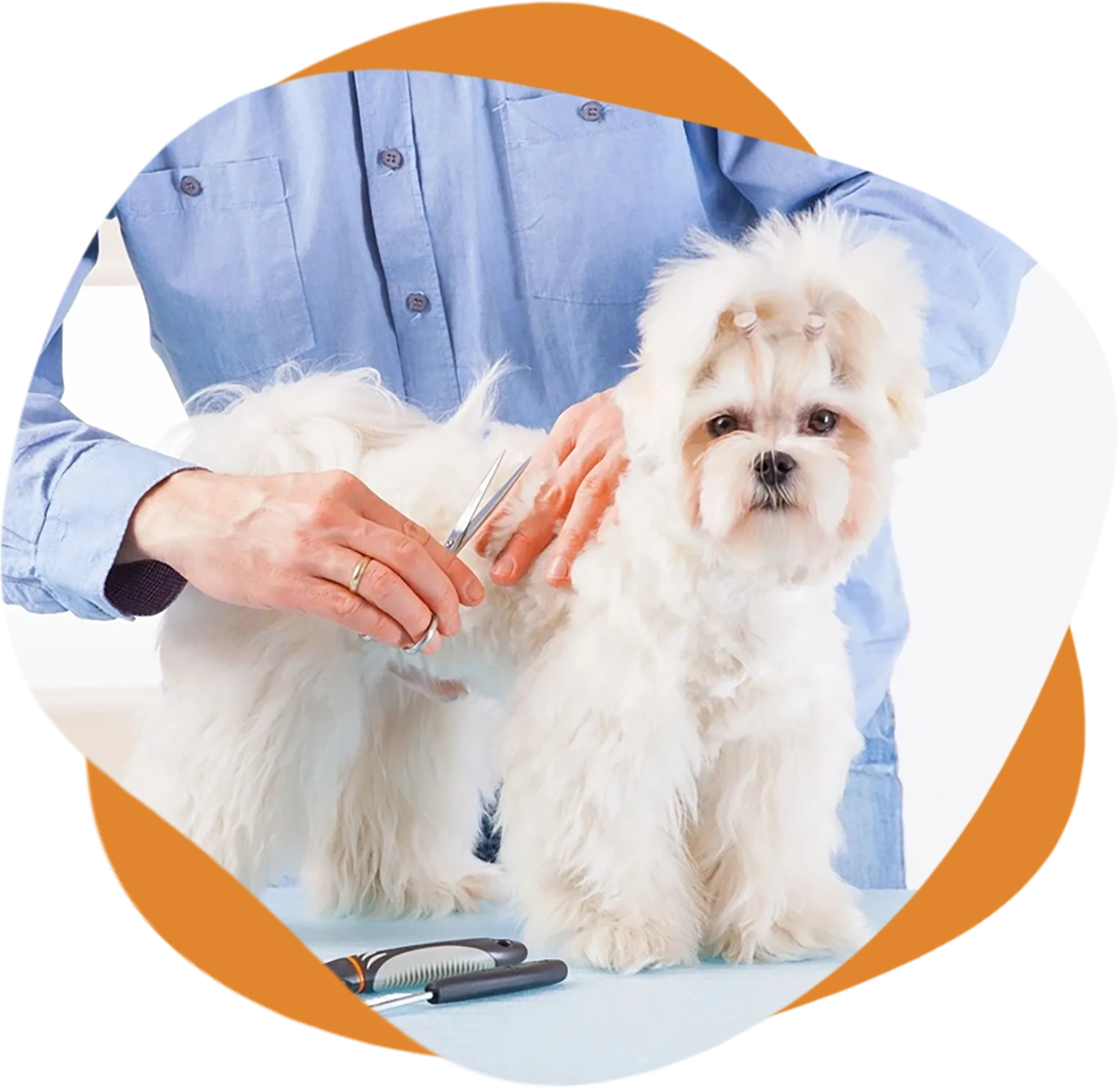 A person cutting the hair of a small white dog.