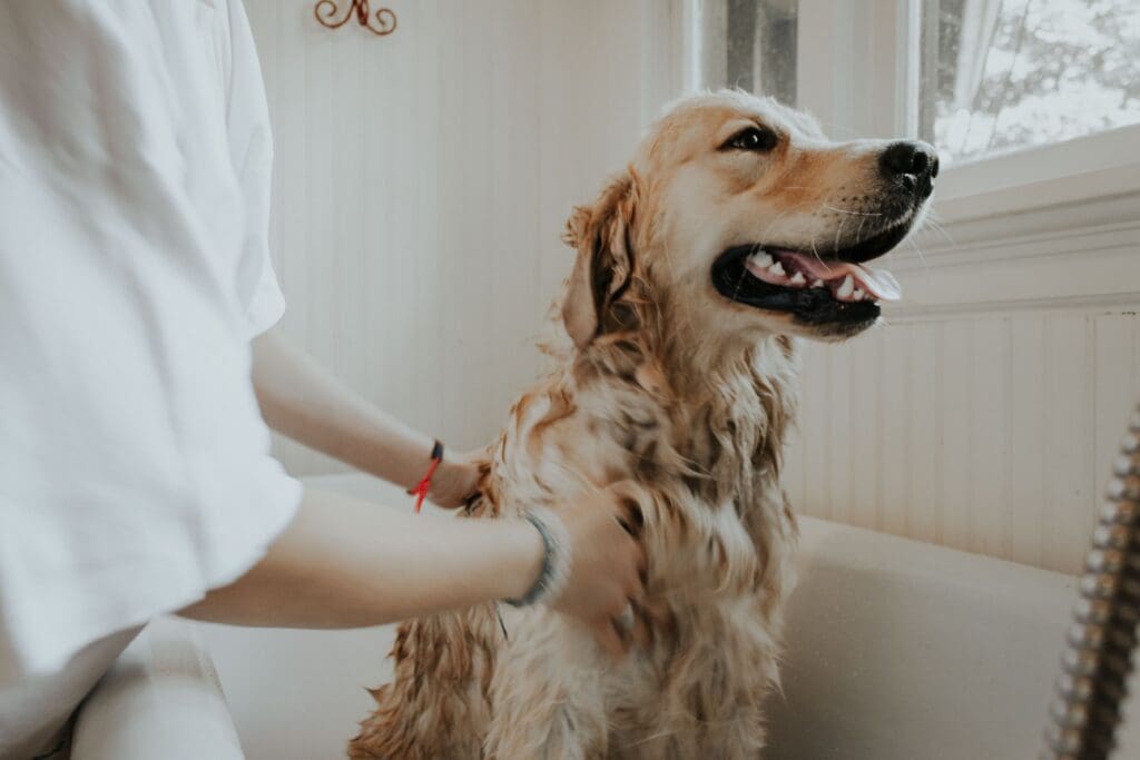 A person is brushing the hair of a dog.