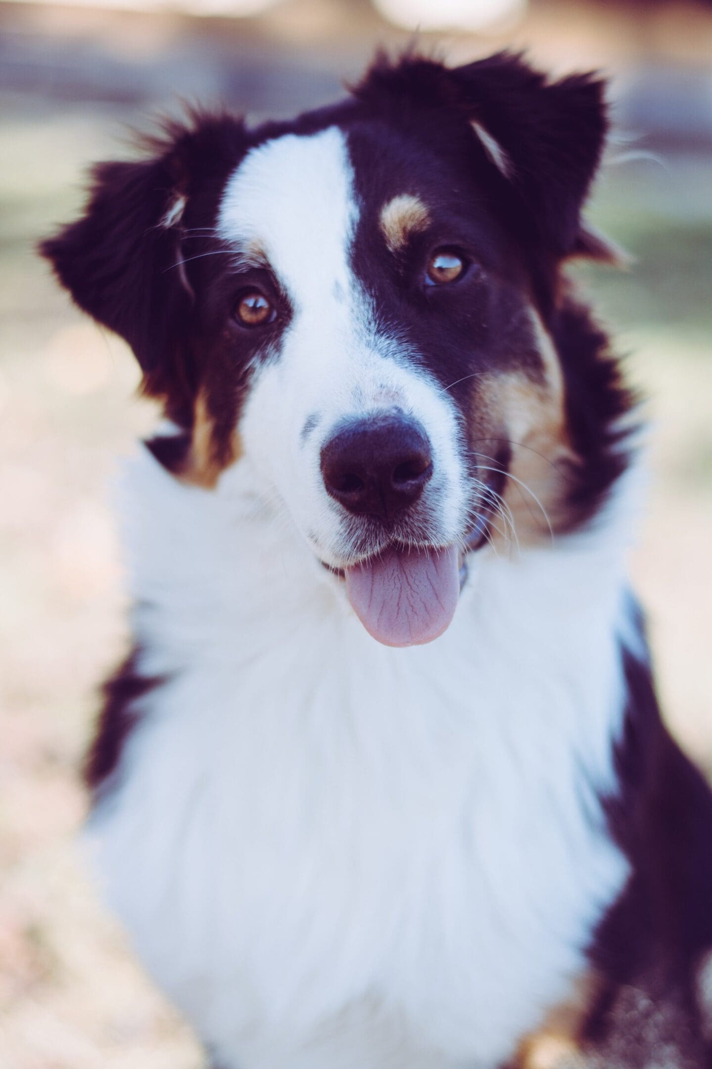 A close up of a dog 's face with its tongue hanging out.