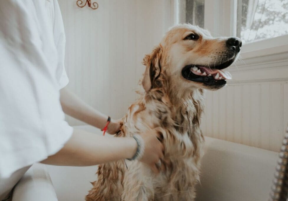 A person is brushing the hair of a dog.