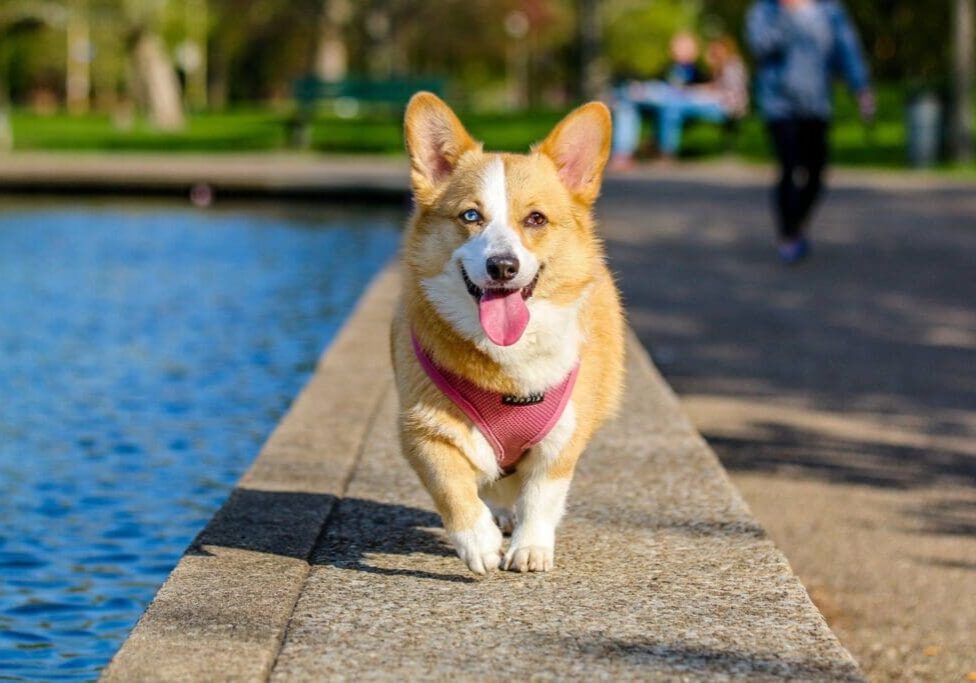 A dog that is standing on the side of a pool.